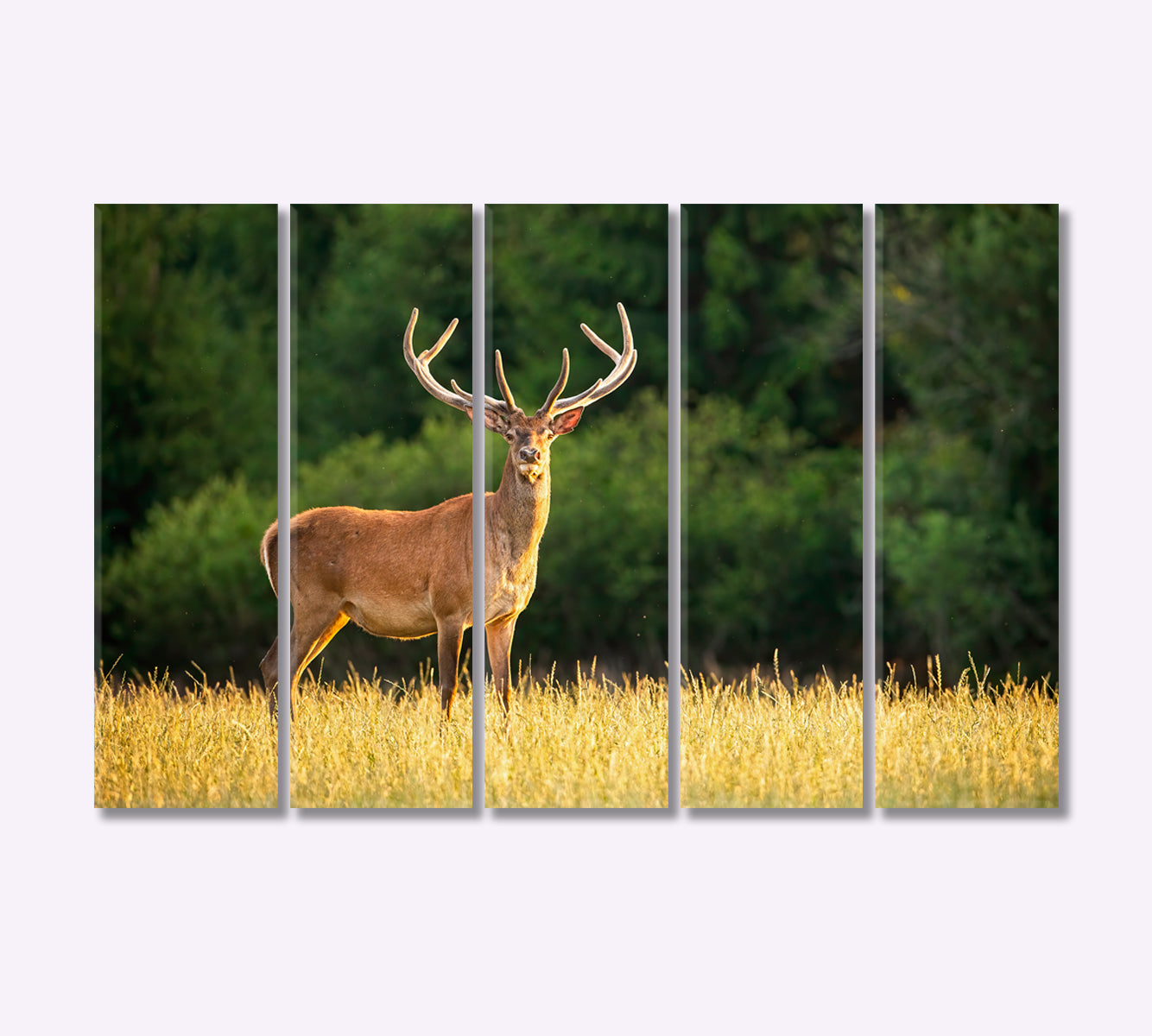 Deer in the Field Canvas Print-Canvas Print-CetArt-5 Panels-36x24 inches-CetArt