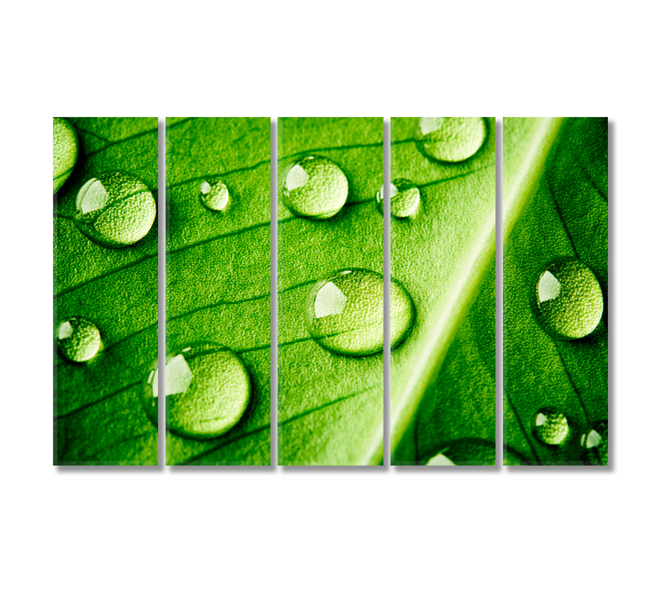 Green Leaf with Water Drops Canvas Print-Canvas Print-CetArt-5 Panels-36x24 inches-CetArt