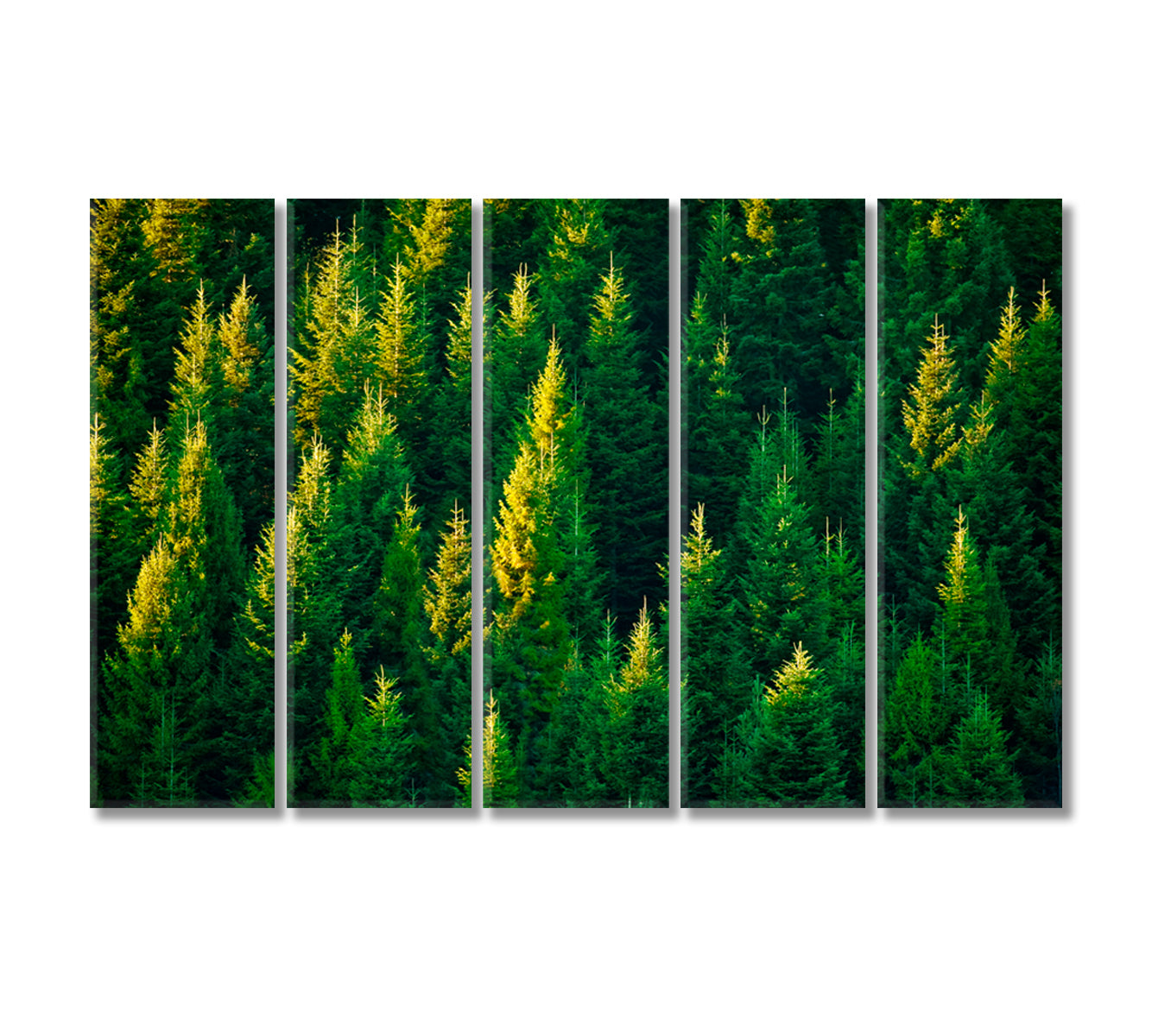 Summer Spruce Forest Canvas Print-Canvas Print-CetArt-5 Panels-36x24 inches-CetArt