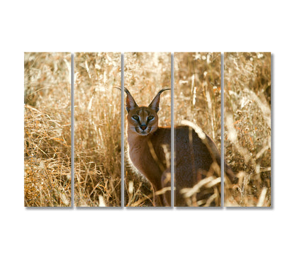 Caracal African Lynx Canvas Print-Canvas Print-CetArt-5 Panels-36x24 inches-CetArt