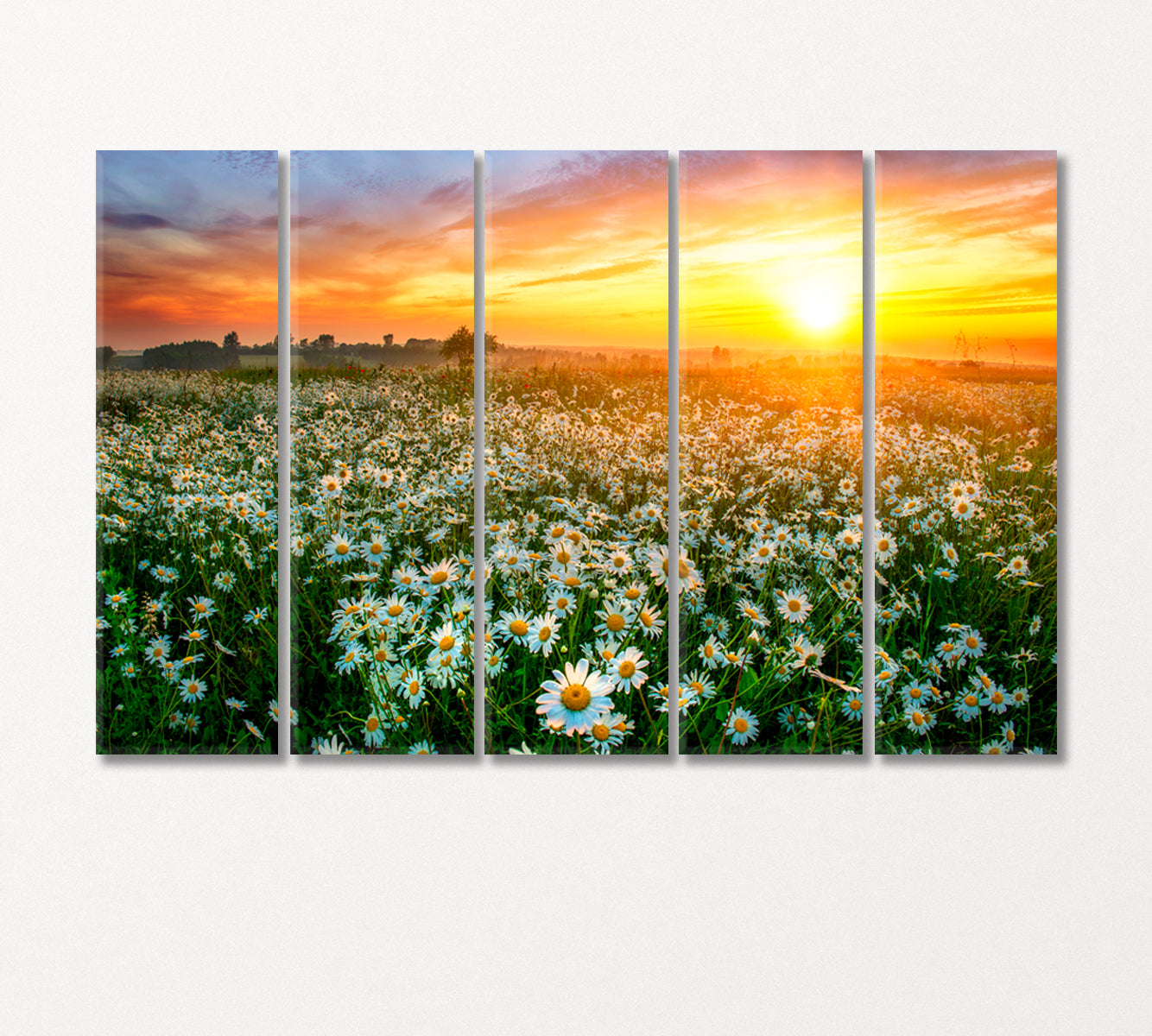 Beautiful Summer Sunrise over Daisies Field Canvas Print-Canvas Print-CetArt-5 Panels-36x24 inches-CetArt