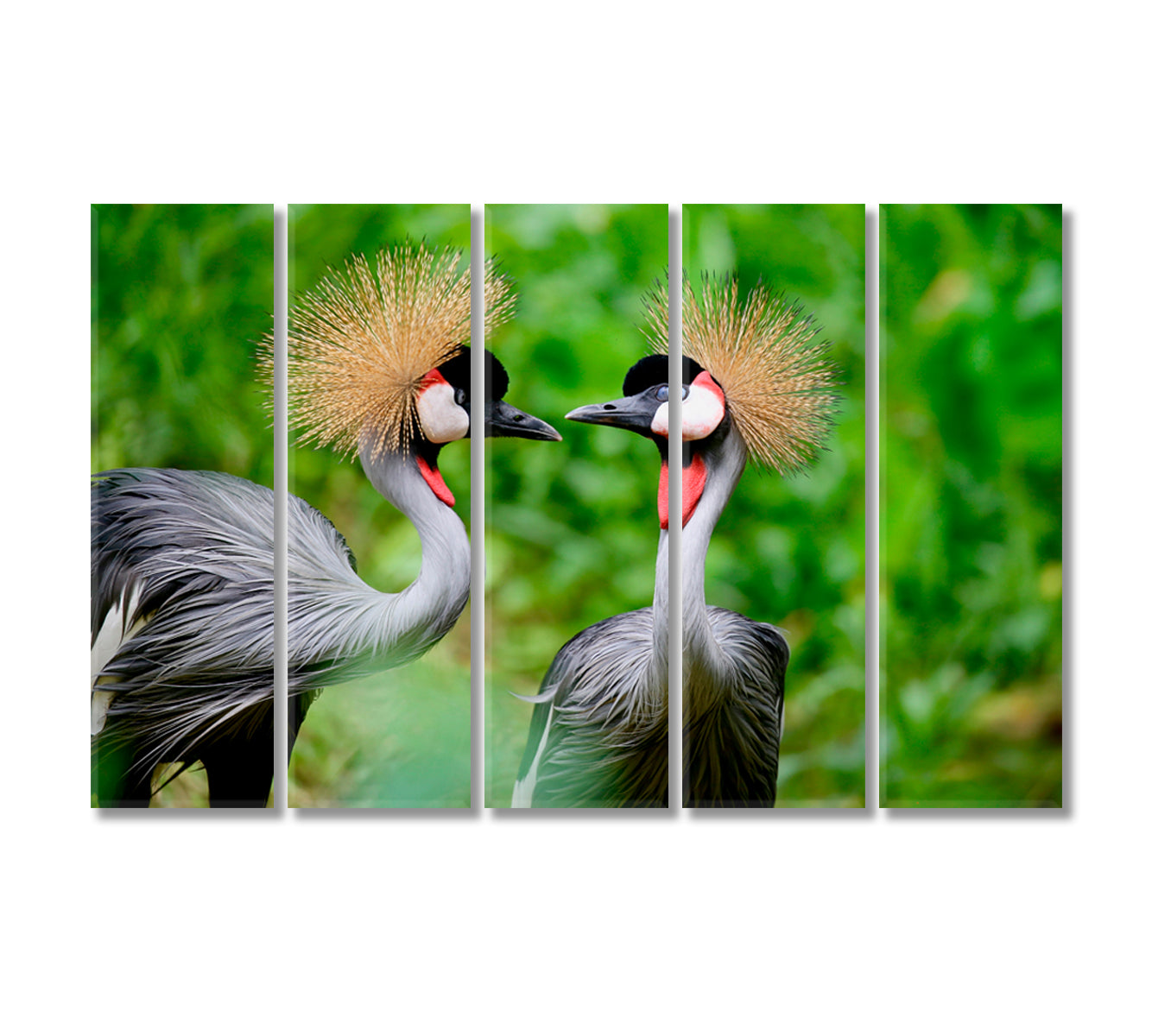 Grey Crowned Crane Birds Canvas Print-Canvas Print-CetArt-5 Panels-36x24 inches-CetArt