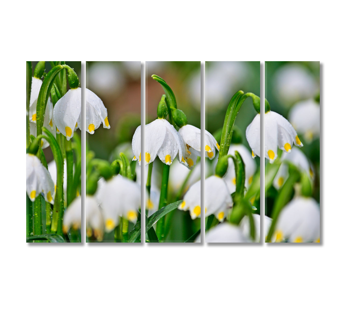 Snowdrops Flowers Canvas Print-Canvas Print-CetArt-5 Panels-36x24 inches-CetArt