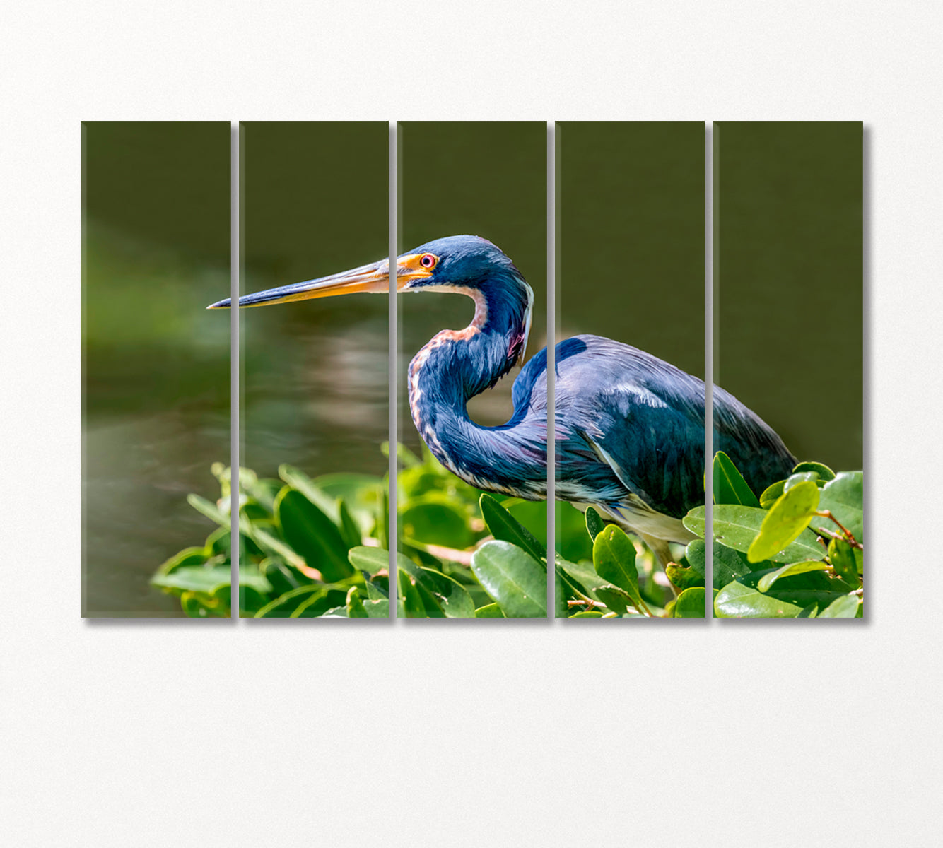 Tricolored Heron Canvas Print-Canvas Print-CetArt-5 Panels-36x24 inches-CetArt