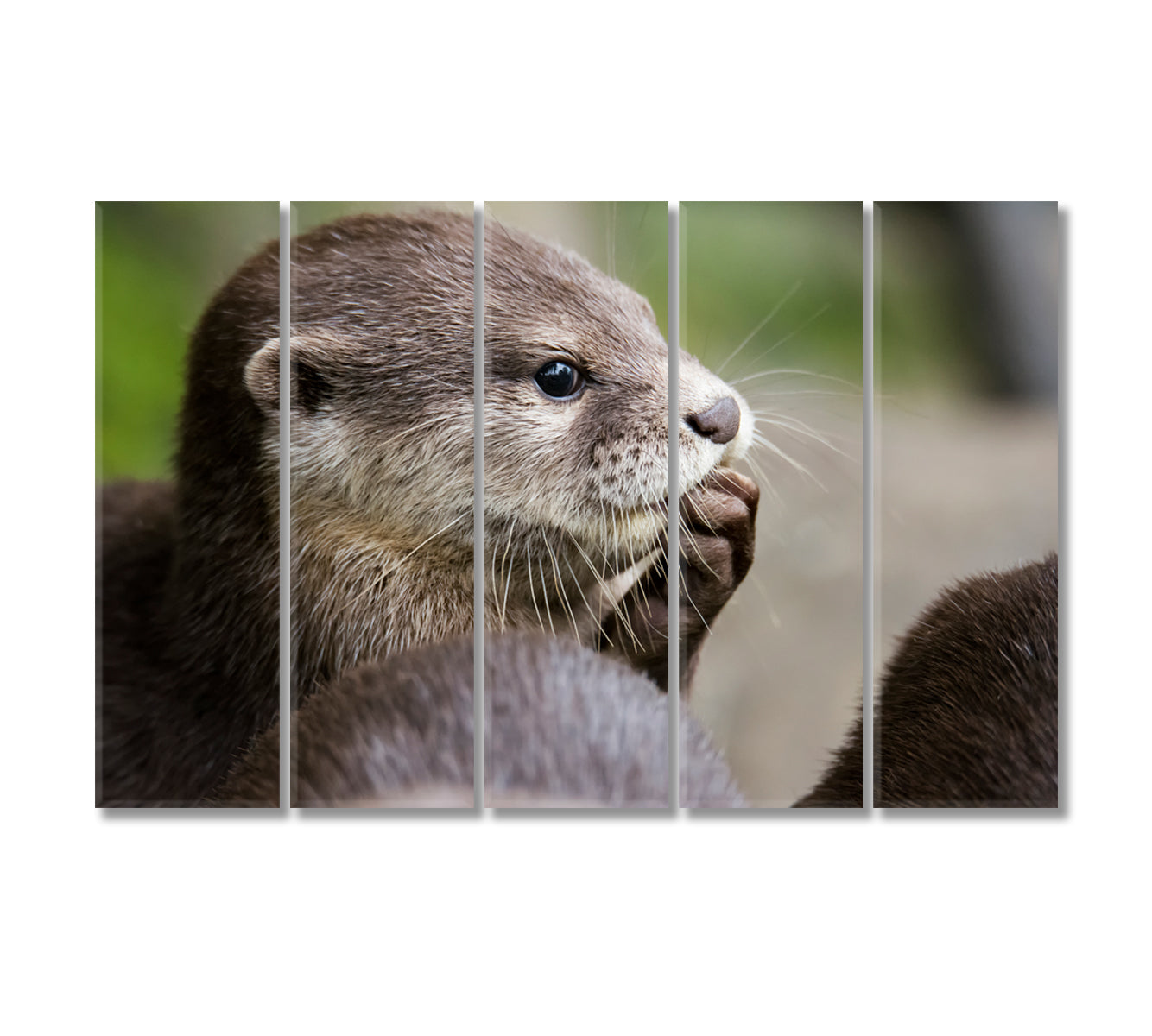 Cute Otter Canvas Print-Canvas Print-CetArt-5 Panels-36x24 inches-CetArt