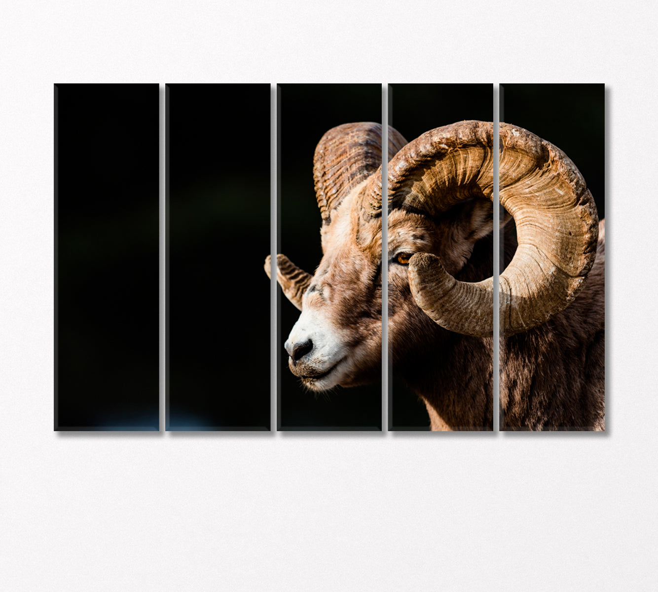 Bighorn Sheep Canvas Print-Canvas Print-CetArt-5 Panels-36x24 inches-CetArt