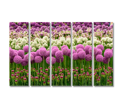 Blooming Purple and White Allium Canvas Print-Canvas Print-CetArt-5 Panels-36x24 inches-CetArt