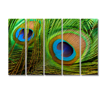 Bright Peacock Feathers Canvas Print-Canvas Print-CetArt-5 Panels-36x24 inches-CetArt