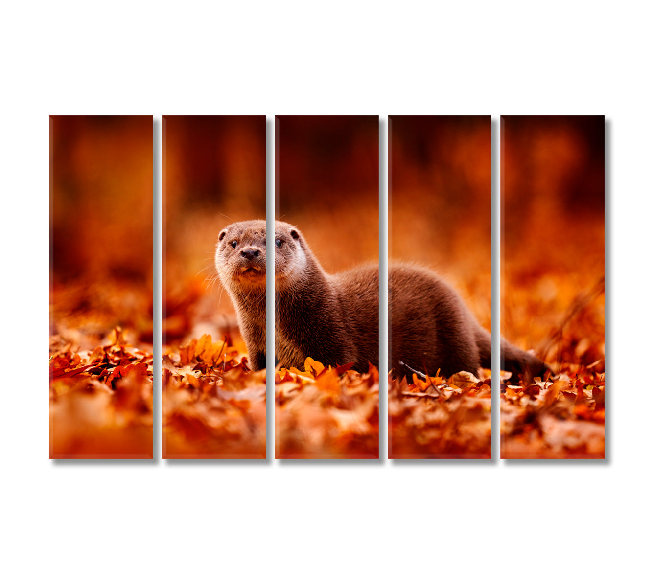 Eurasian Otter in Autumn Leaves Canvas Print-Canvas Print-CetArt-5 Panels-36x24 inches-CetArt