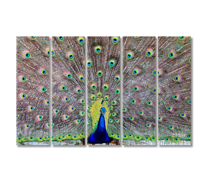 Peacock Showing Off His Tail Feathers Canvas Print-Canvas Print-CetArt-5 Panels-36x24 inches-CetArt
