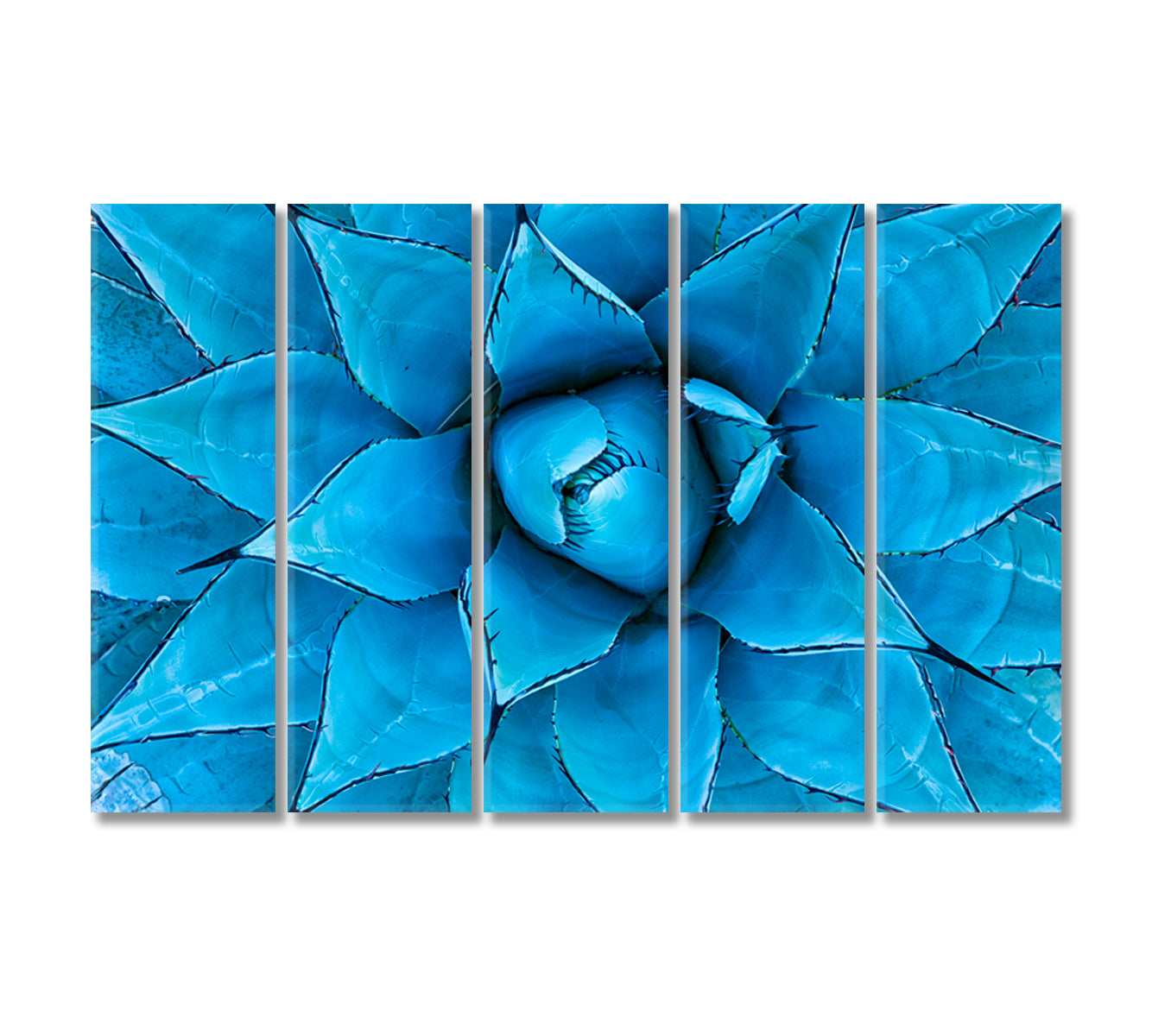 Blue Agave Plant Canvas Print-Canvas Print-CetArt-5 Panels-36x24 inches-CetArt