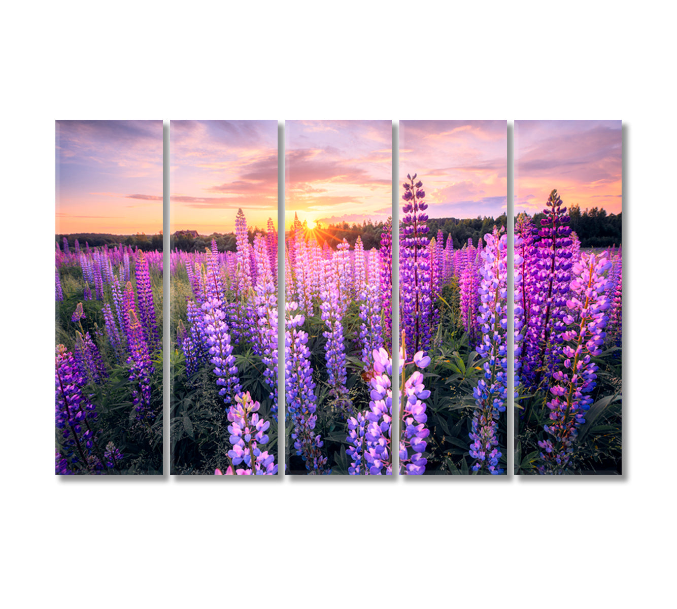 Summer Sunset over Field with Blooming Lupins Canvas Print-Canvas Print-CetArt-5 Panels-36x24 inches-CetArt