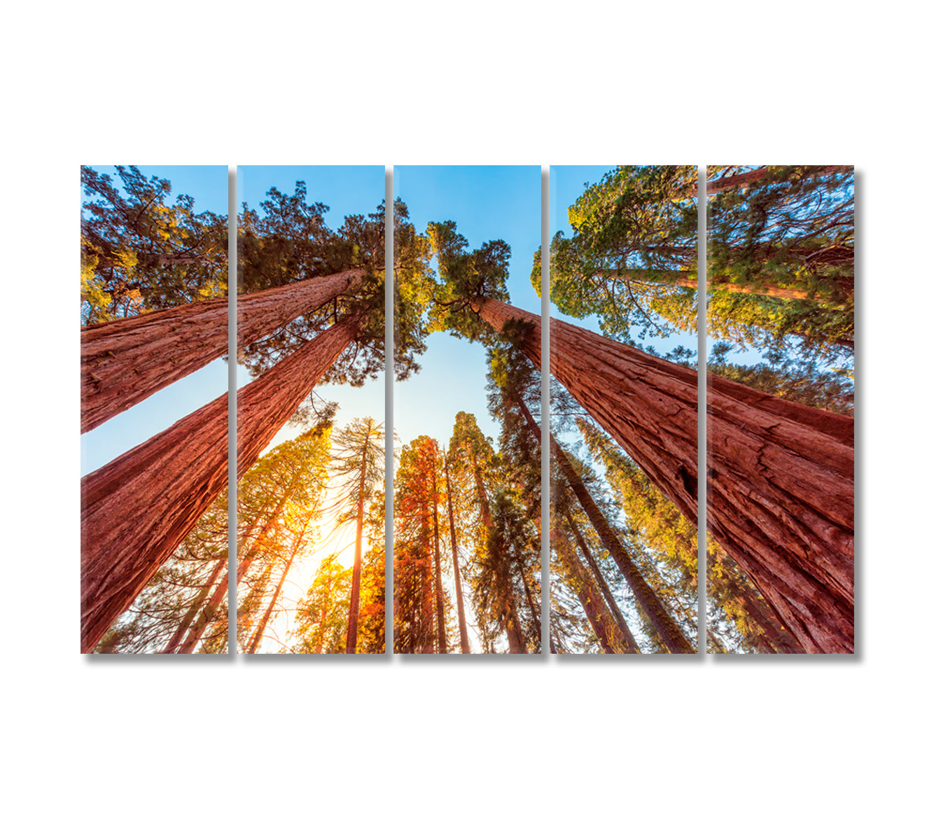Sequoia Forest National Park California Canvas Print-Canvas Print-CetArt-5 Panels-36x24 inches-CetArt