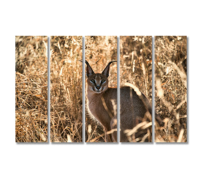 Beautiful Caracal African Lynx in Natural Habitat Canvas Print-Canvas Print-CetArt-5 Panels-36x24 inches-CetArt