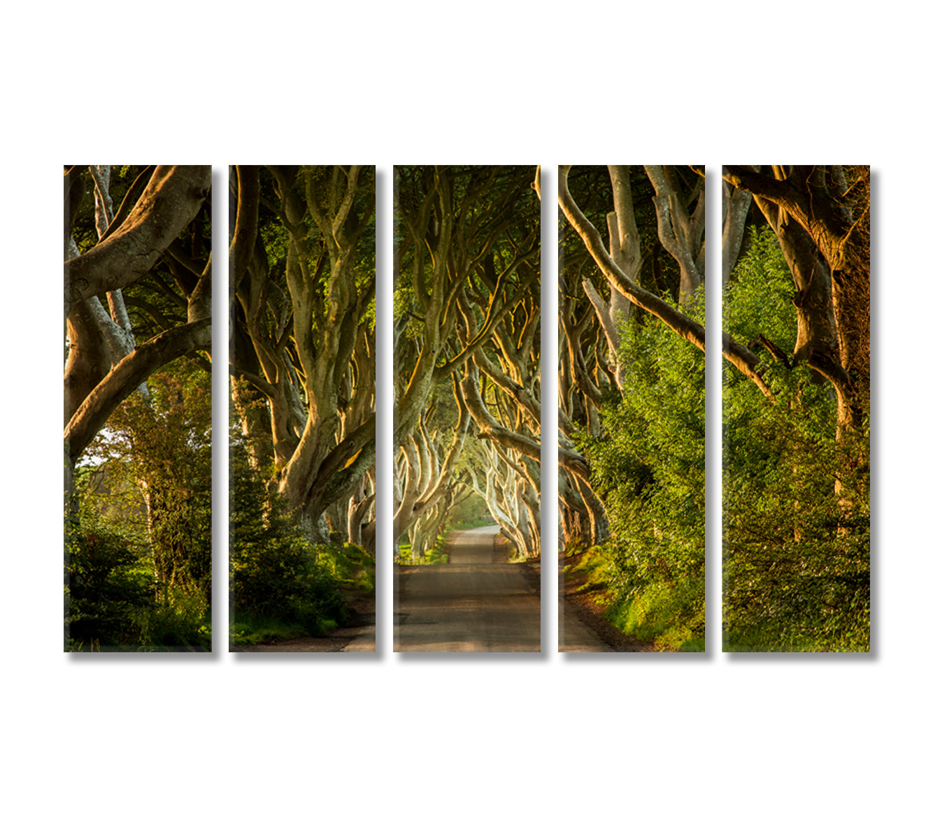 The Dark Hedges Northern Ireland Canvas Print-Canvas Print-CetArt-5 Panels-36x24 inches-CetArt