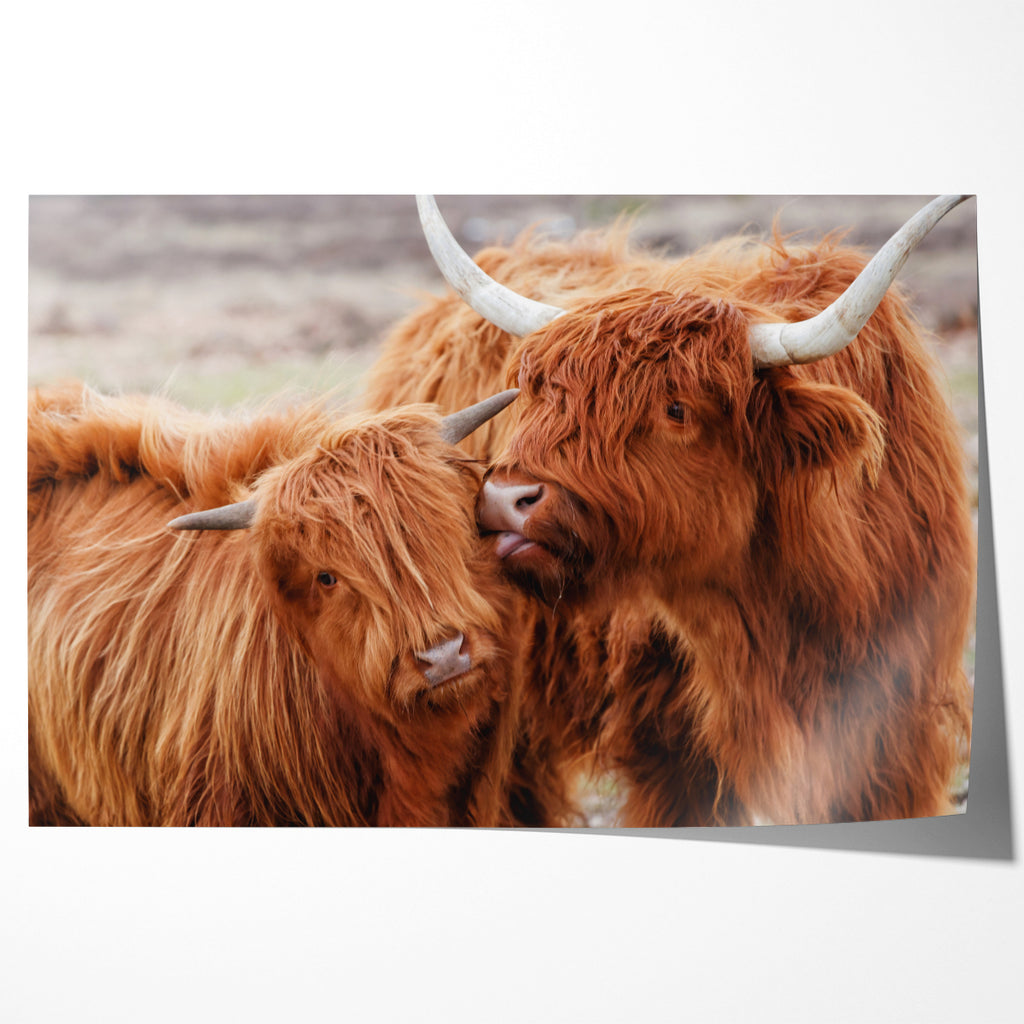 The Highland Cattle Posters & Wall Art Prints