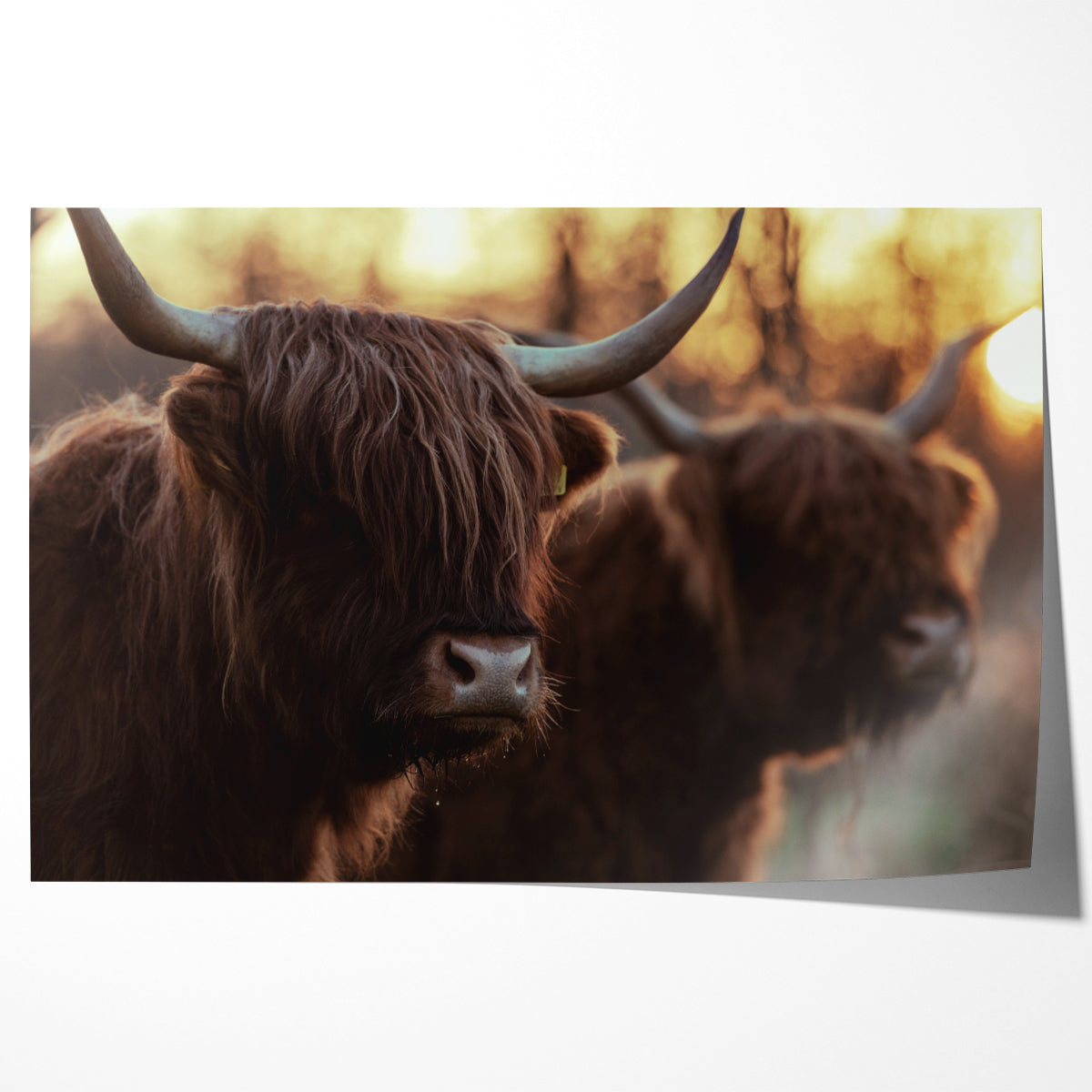 Highland Cows Posters And Wall Art Prints For Living Room-Horizontal Posters NOT FRAMED-CetArt-10″x8″ inches-CetArt
