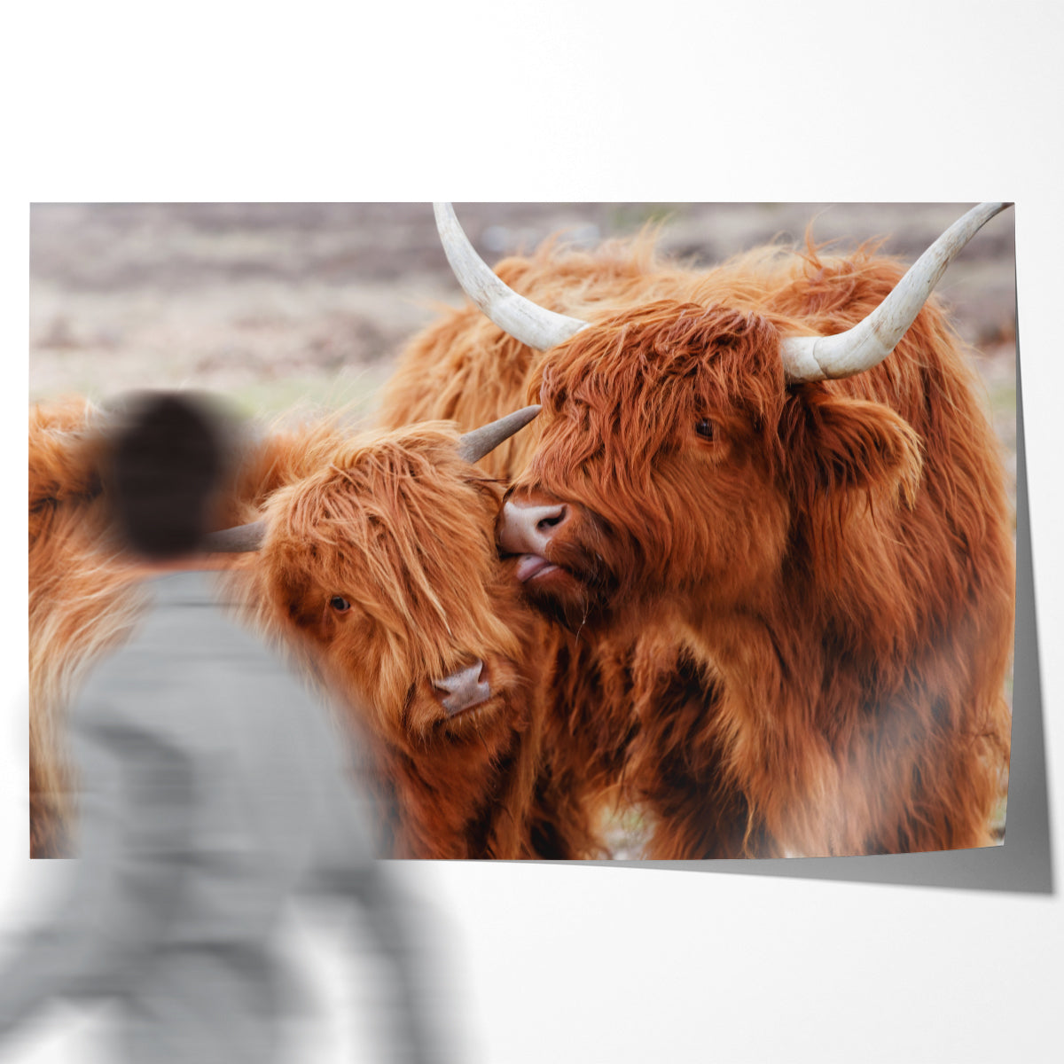 Highland Сow Сattle Family Poster Prints Wall Art-Horizontal Posters NOT FRAMED-CetArt-10″x8″ inches-CetArt