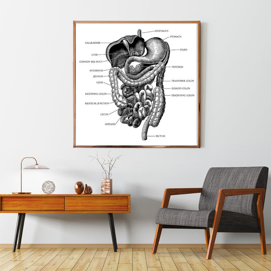 Human Gastrointestinal System Diagram Vintage Posters Prints Wall Decor-Square Posters NOT FRAMED-CetArt-8″x8″ inches-CetArt