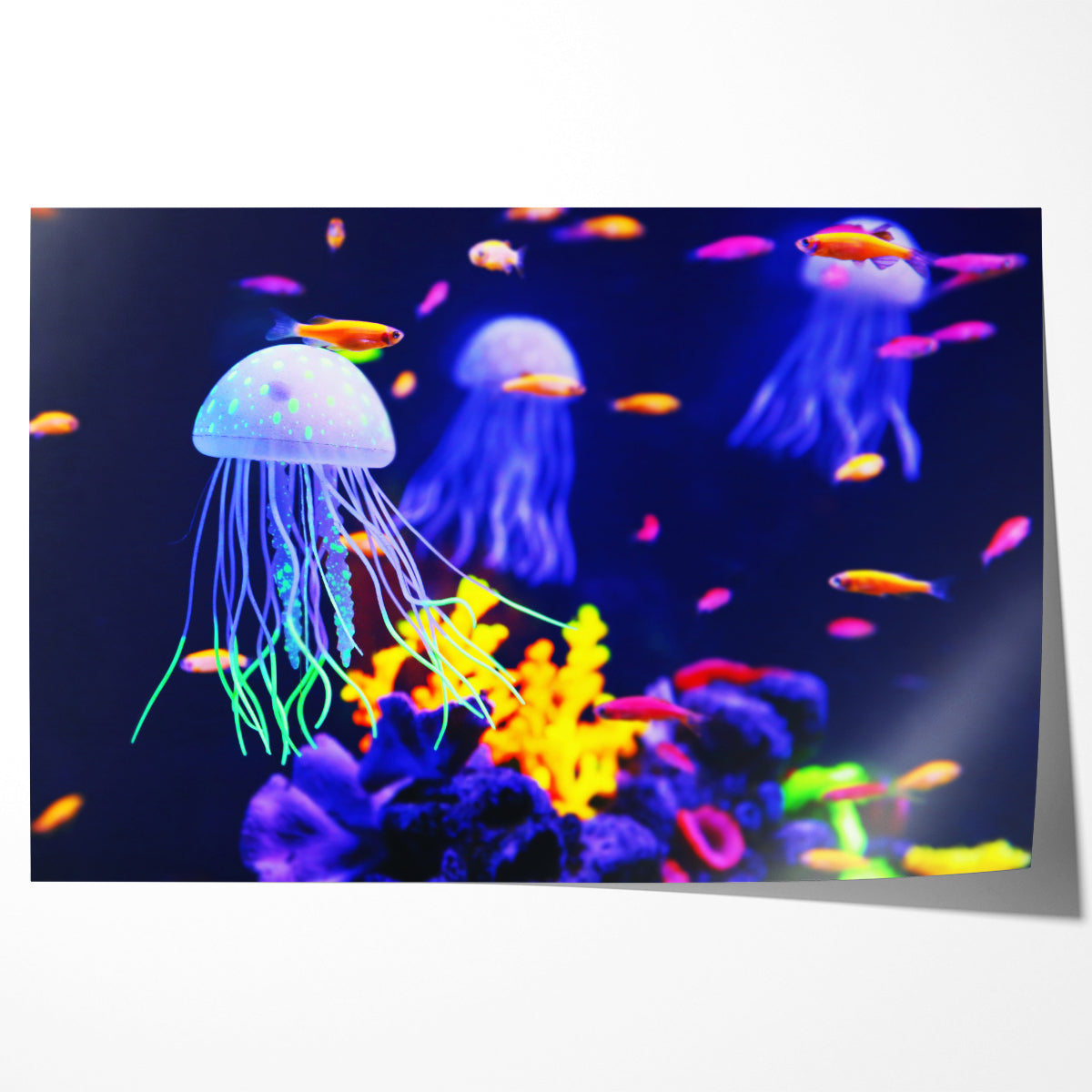 Beautiful Colorful Jellyfish Poster Decorations Ideas-Horizontal Posters NOT FRAMED-CetArt-10″x8″ inches-CetArt
