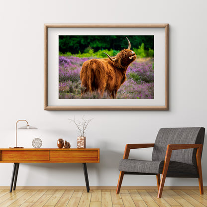 Scottish Highlander Cow in Meadow Posters Prints Wall Decor-Horizontal Posters NOT FRAMED-CetArt-10″x8″ inches-CetArt