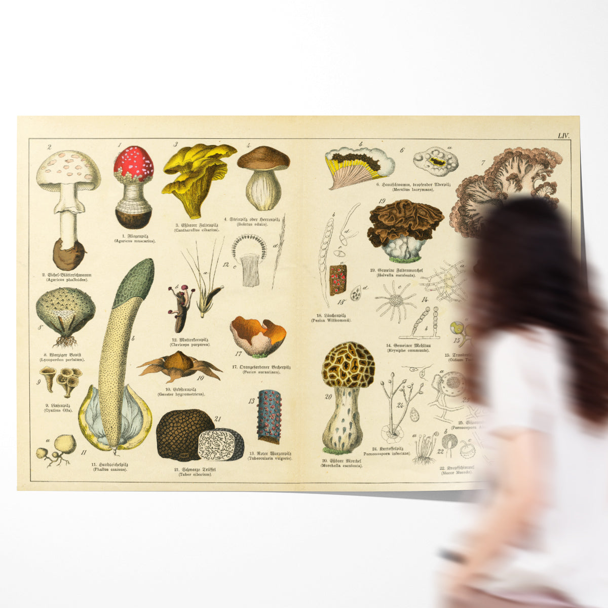 Vintage Mushrooms Poster Home Decor-Horizontal Posters NOT FRAMED-CetArt-10″x8″ inches-CetArt