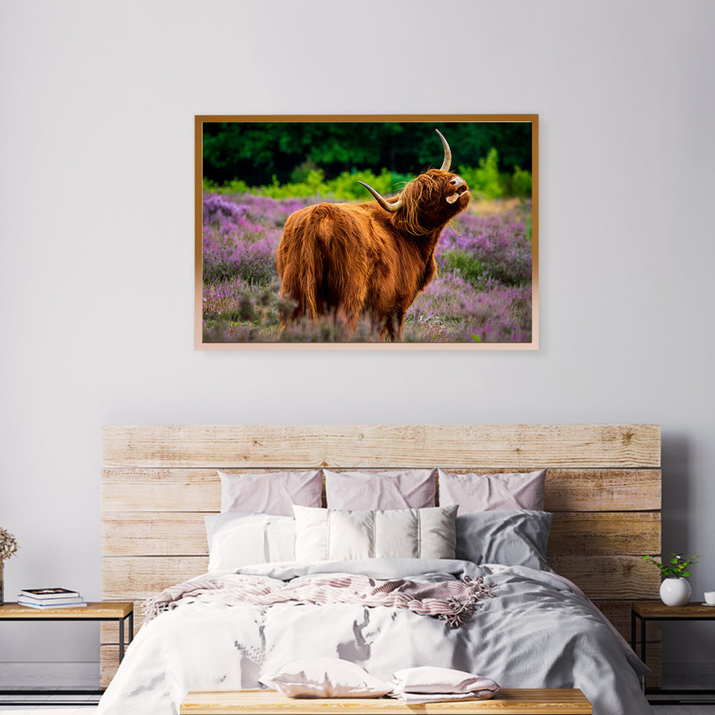The Highland Cattle Posters & Wall Art Prints