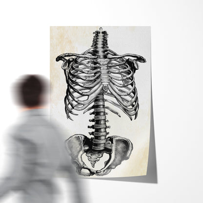 Human Skeleton Vintage Posters For Room-Vertical Posters NOT FRAMED-CetArt-8″x10″ inches-CetArt